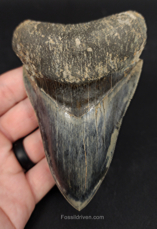 4.57 inch Megalodon tooth from Indonesia – front view showing well‑defined serrations, smooth enamel, and natural root shape