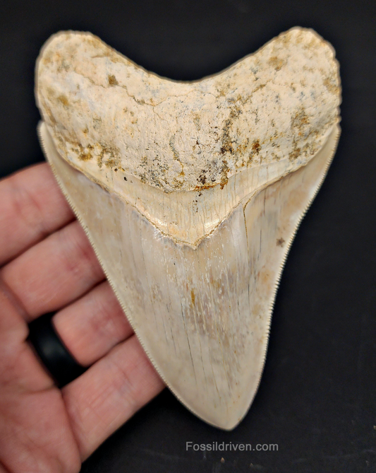 4.58 inch Megalodon tooth from Java, Indonesia – front view showing sharp serrations, broad triangular crown, and intact root