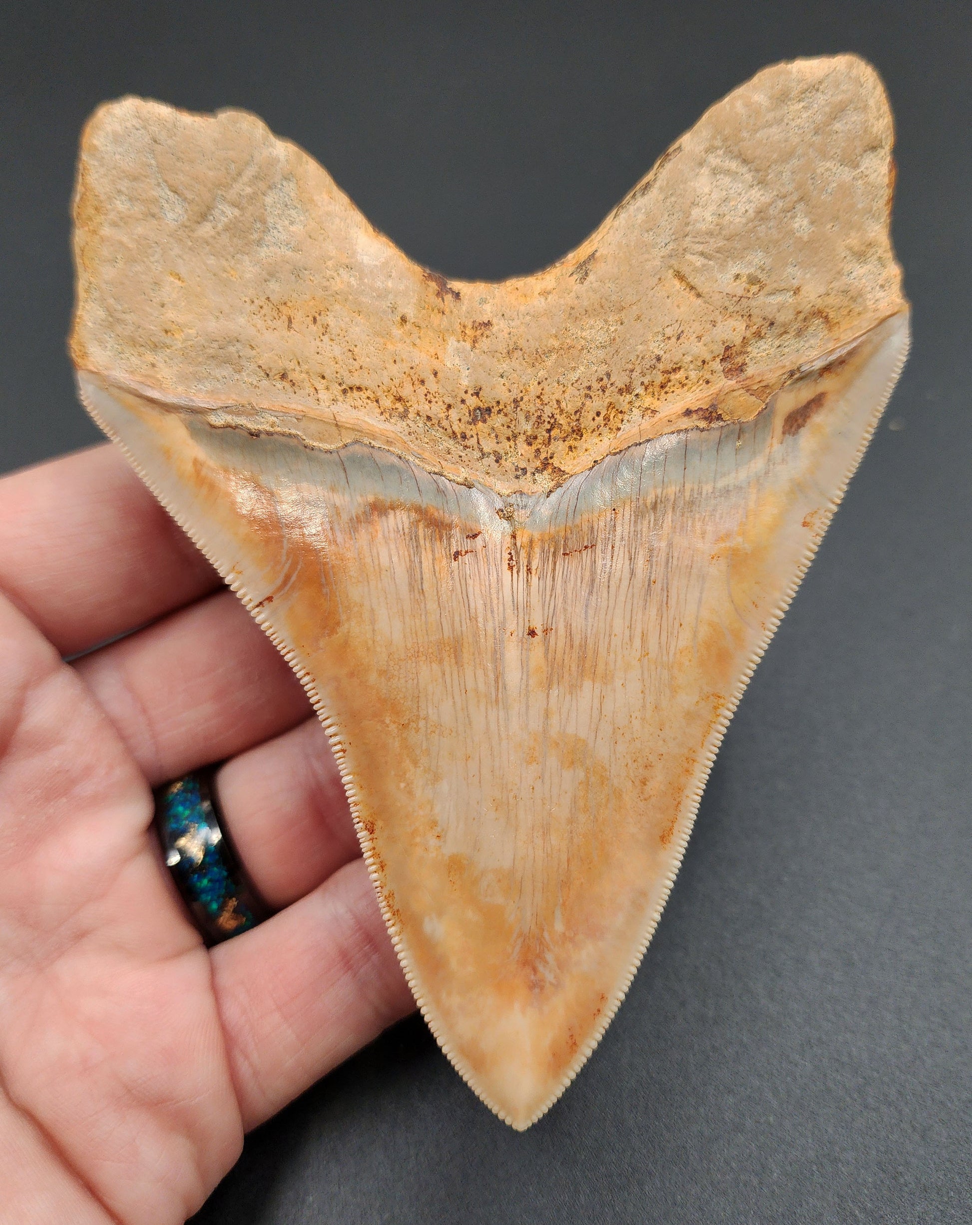 Back view of 4.59-inch Megalodon tooth fossil from Indonesia