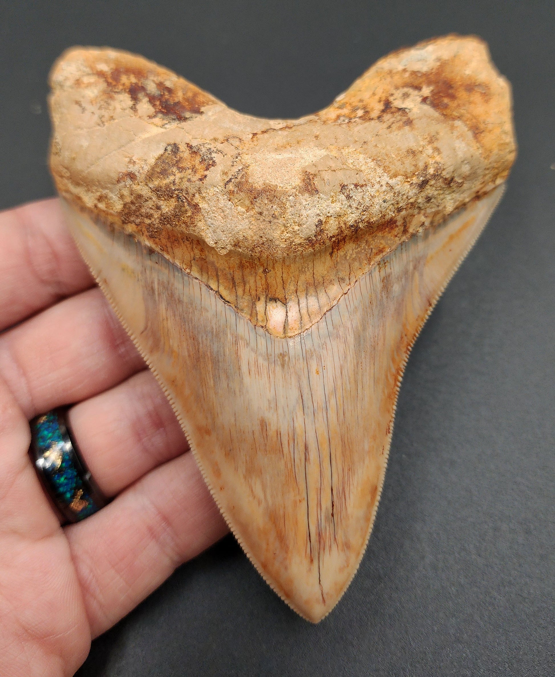 High quality 4.59-inch Megalodon tooth fossil from Indonesia – full front view