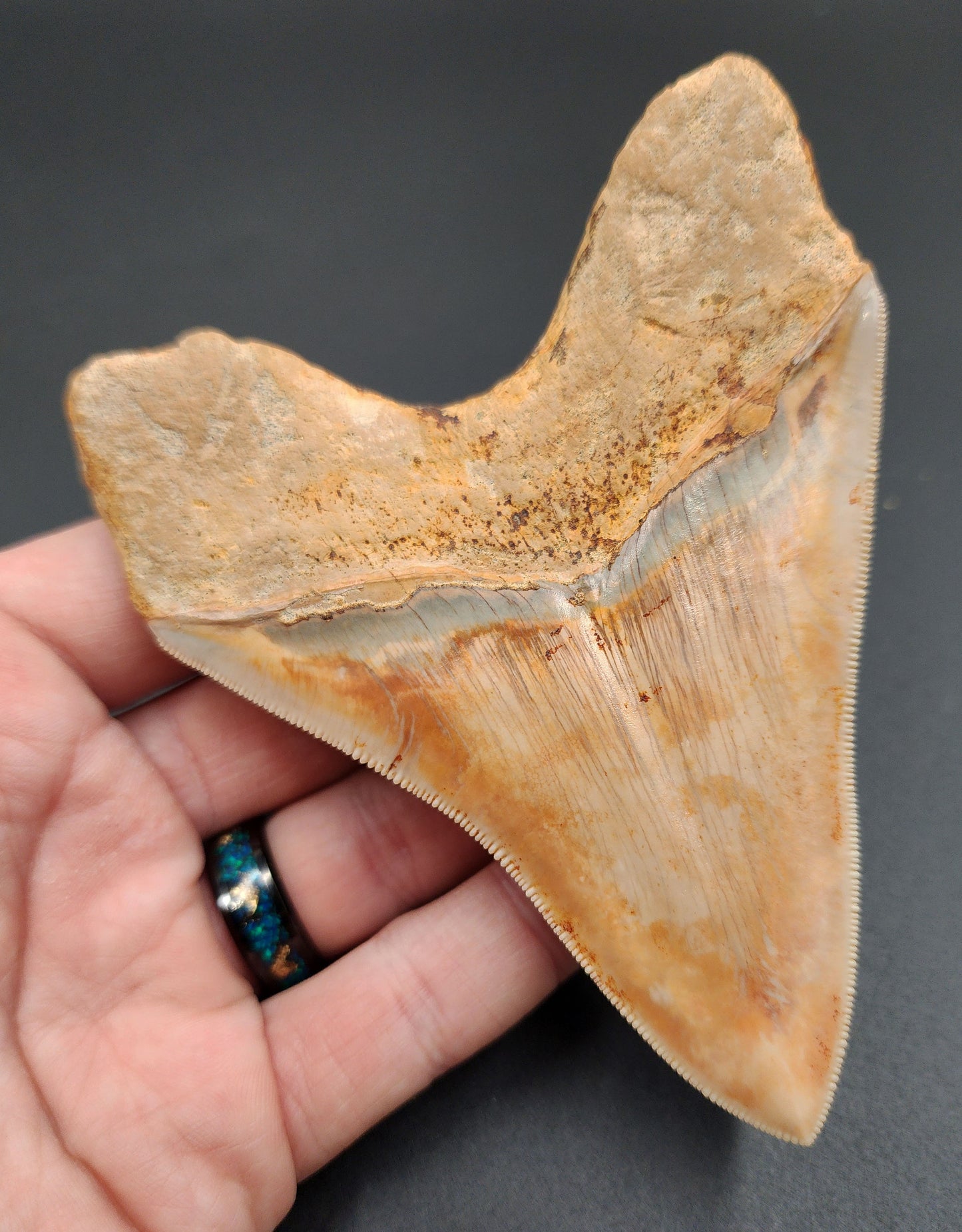 Detailed view of root and bourlette on 4.59-inch Megalodon tooth from Indonesia