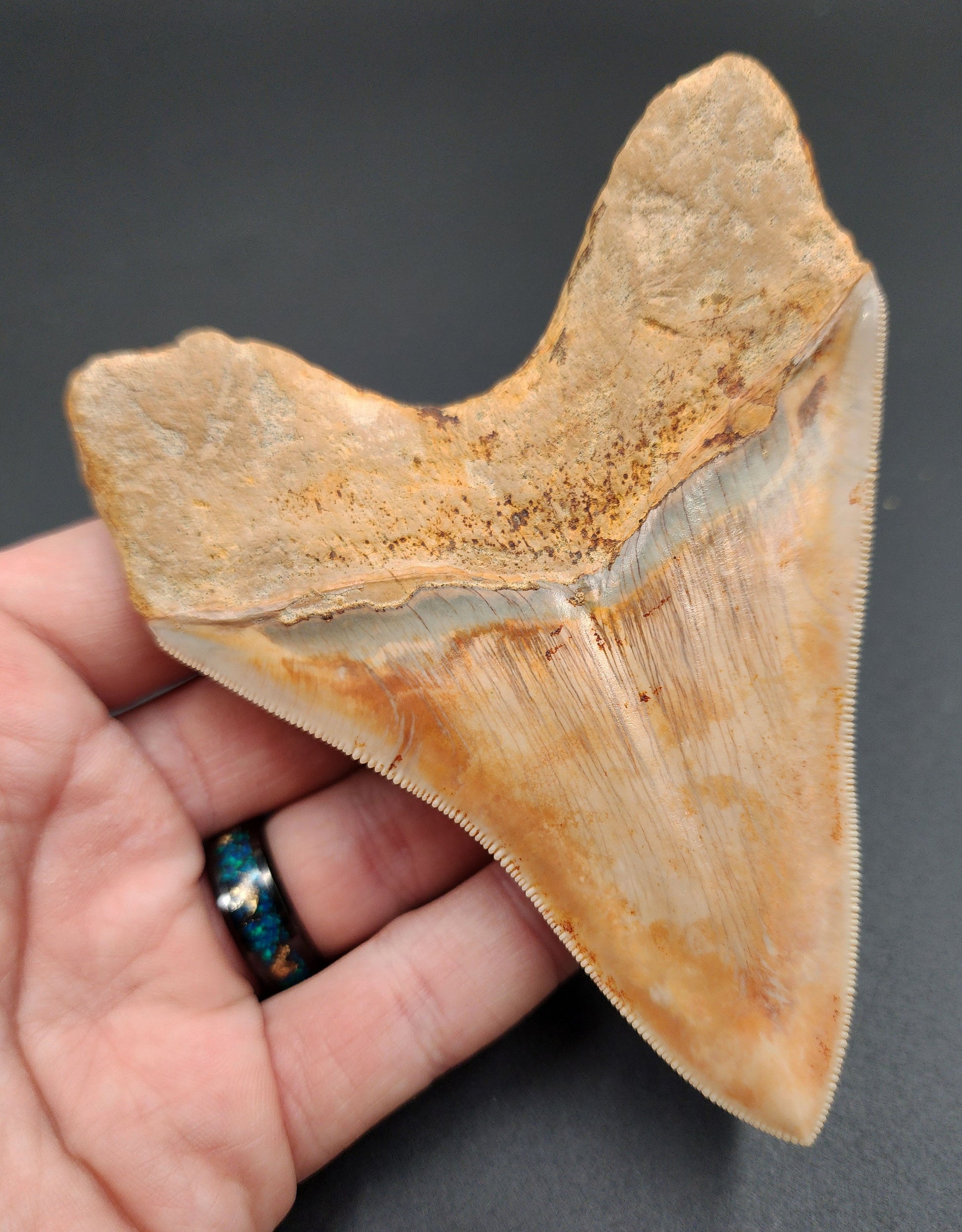 Detailed view of root and bourlette on 4.59-inch Megalodon tooth from Indonesia