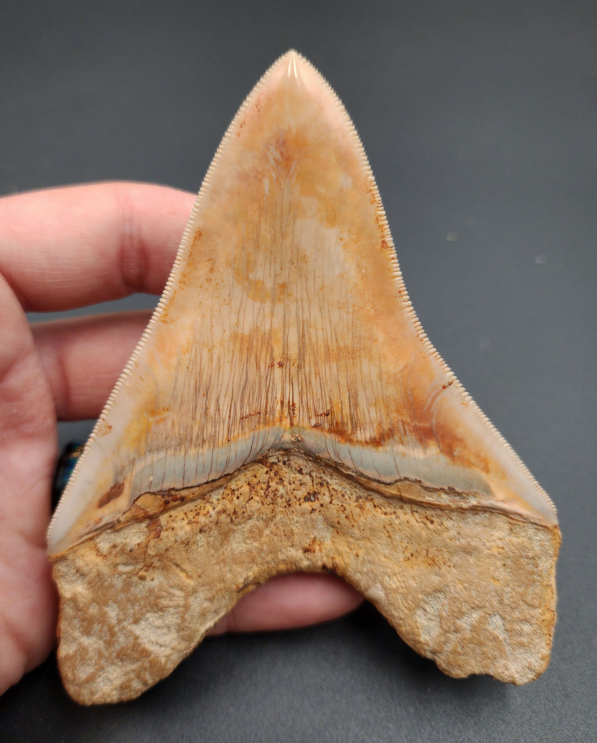 4.59-inch Megalodon tooth from Indonesia shown with scale for size reference