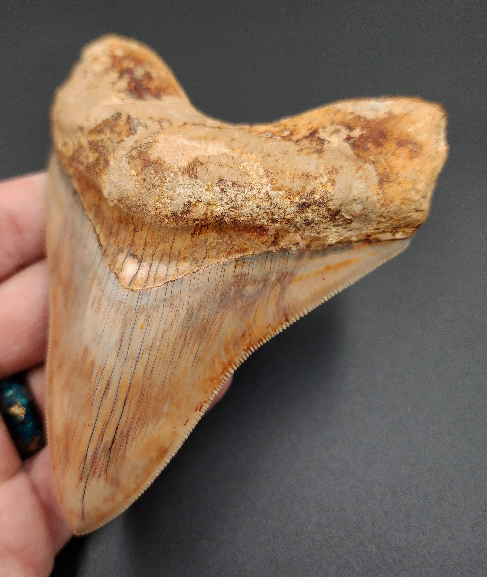 Close-up of serrated edge on 4.59-inch Megalodon tooth from Indonesia