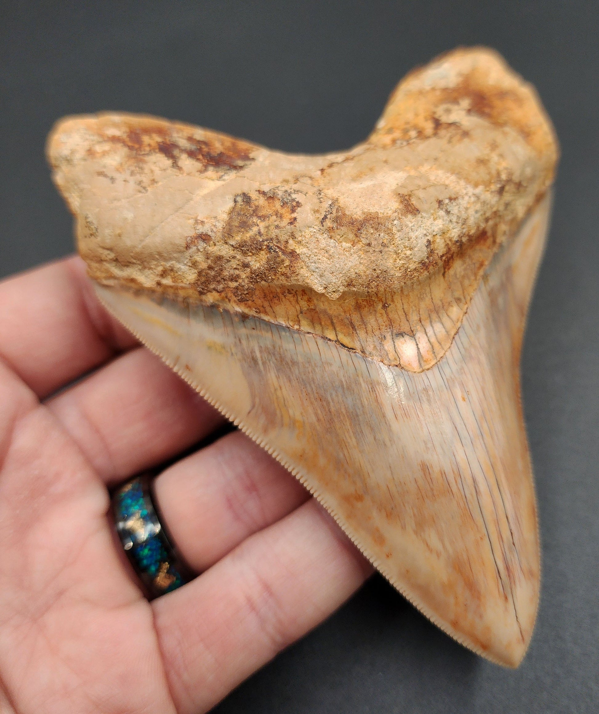 Side profile of 4.59-inch Megalodon fossil tooth from Indonesia