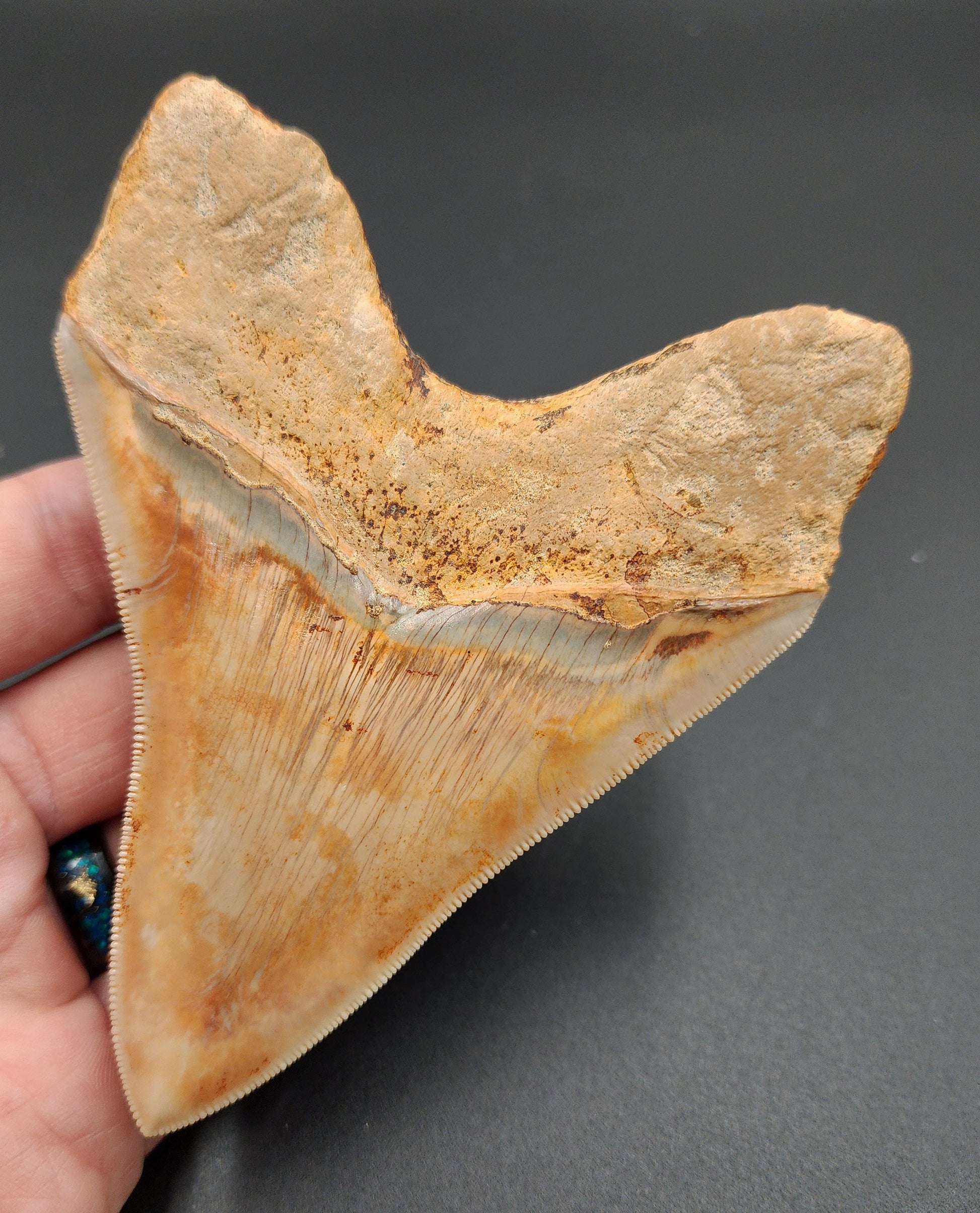 Close-up of the tip of 4.59-inch Megalodon tooth fossil from Indonesia