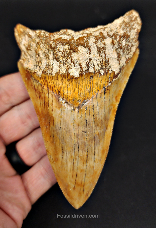 4.61 inch Megalodon tooth from Indonesia – front view showing well‑preserved serrations, glossy enamel surface, and full triangular crown