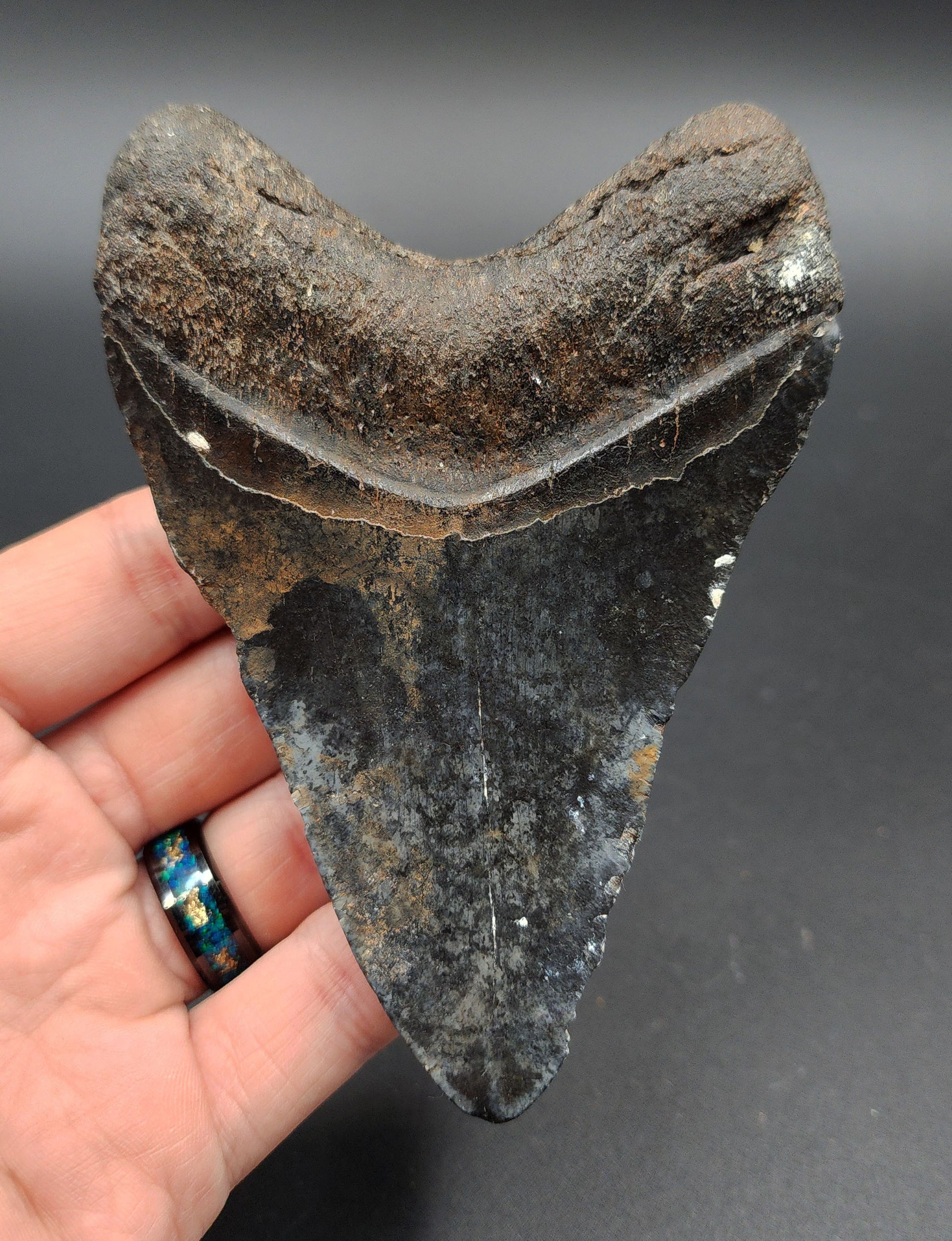 Back view of 4.67-inch Megalodon tooth fossil from Venice, Florida