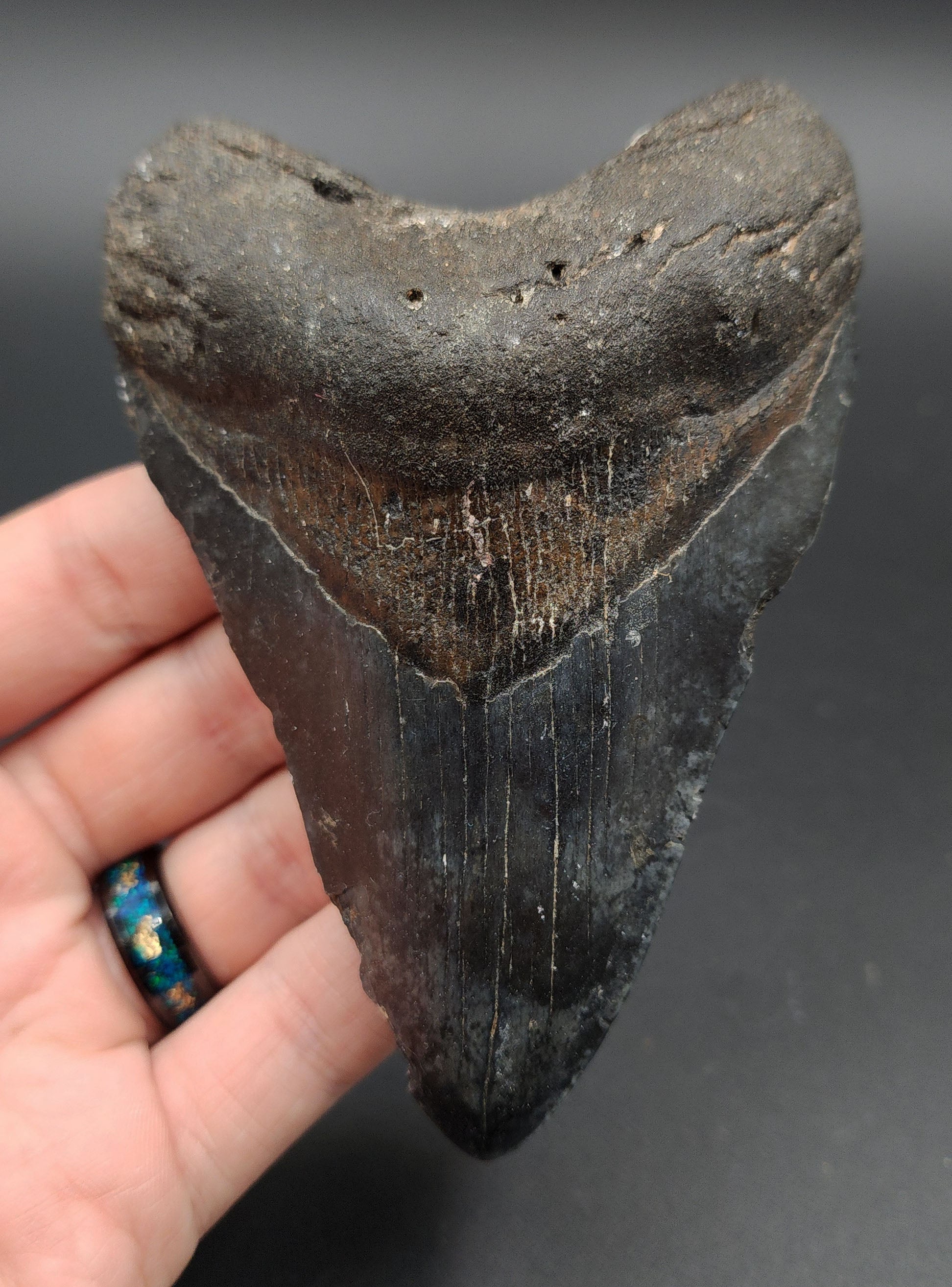 Authentic 4.67-inch Megalodon tooth fossil from Venice, Florida – full front view
