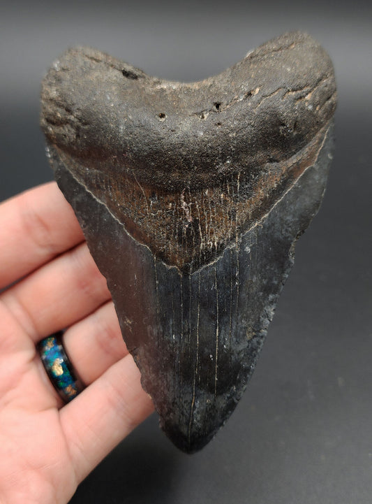 Authentic 4.67-inch Megalodon tooth fossil from Venice, Florida – full front view
