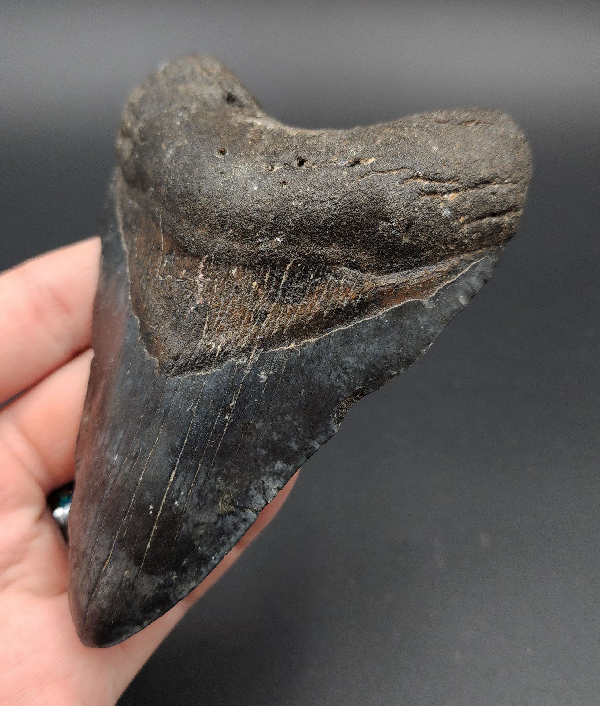 4.67-inch Megalodon tooth fossil from Venice, Florida shown with scale for size reference