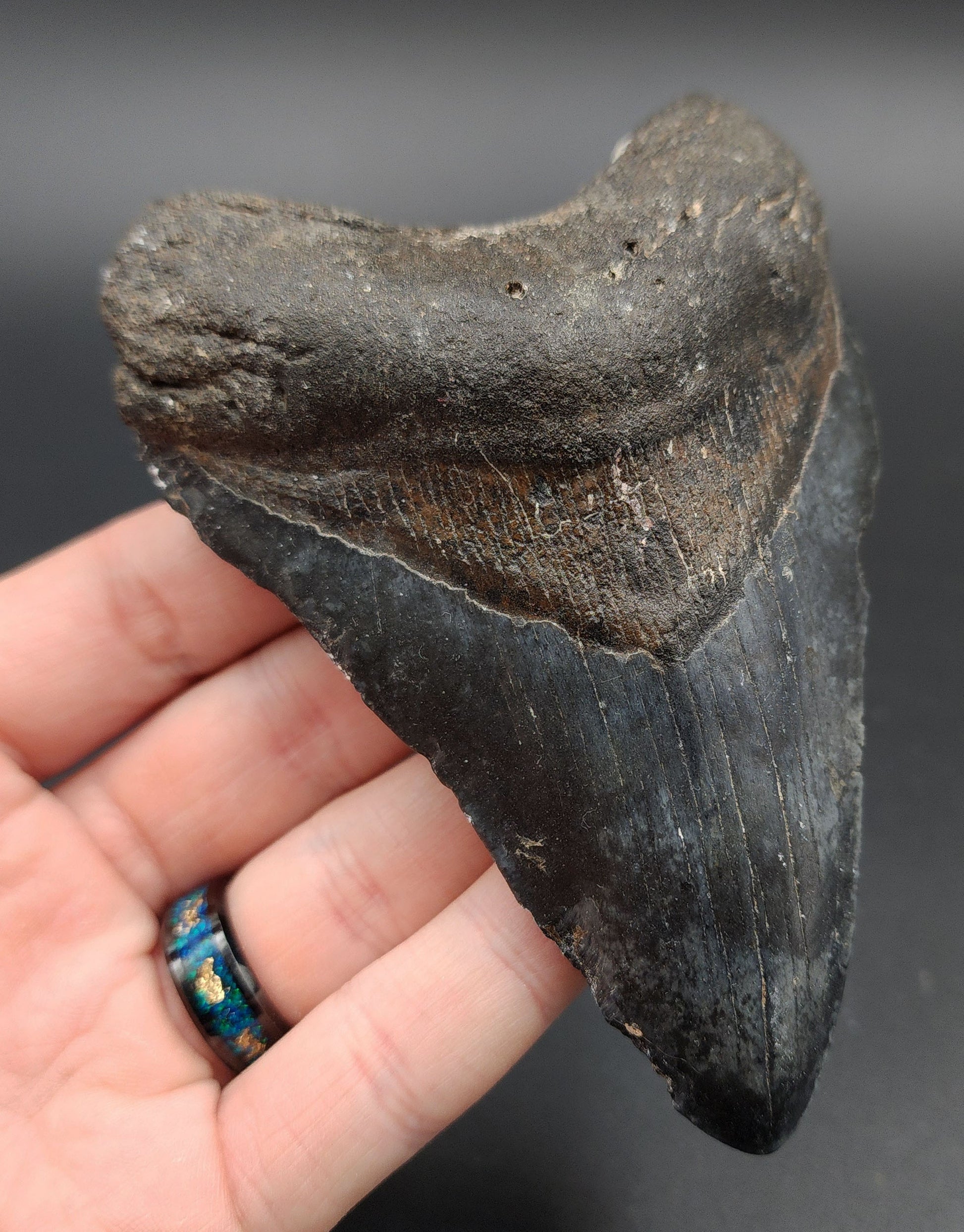 Close-up of serrated edge on 4.67-inch Megalodon tooth from Venice, Florida