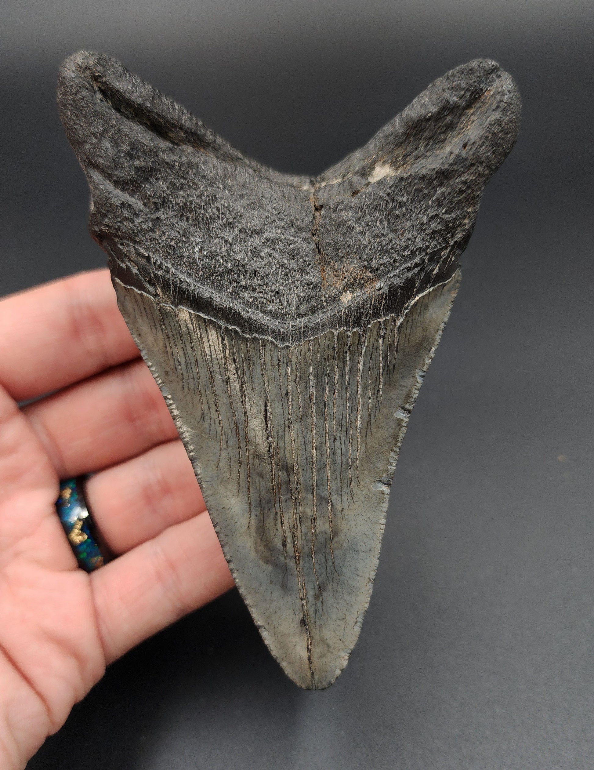 Close‑up of serrated edge on 4.68‑inch Megalodon tooth fossil from South Carolina
