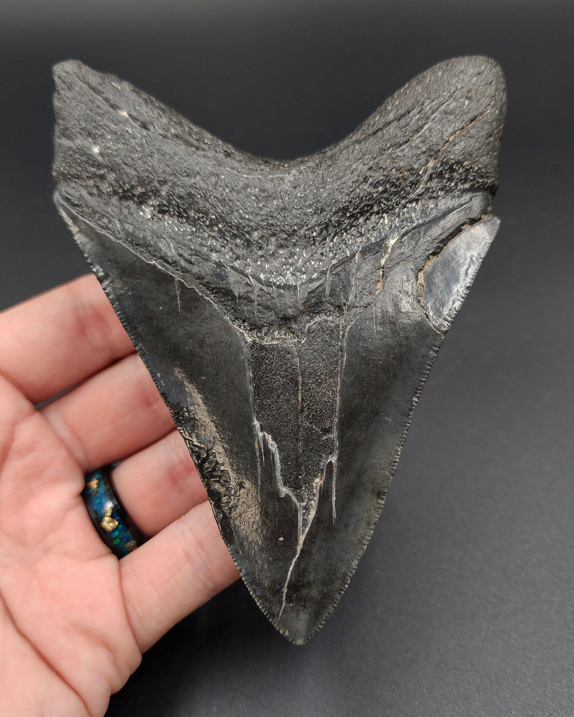 Close‑up of serrated edge on 4.68‑inch Megalodon tooth fossil from South Carolina