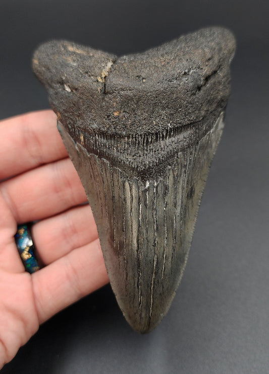Authentic 4.68‑inch Megalodon tooth fossil from South Carolina – front view