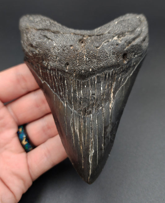 Authentic 4.68‑inch Megalodon tooth fossil from South Carolina – full front view