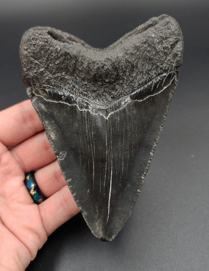 Close‑up of serrated edge on 4.69‑inch Megalodon tooth fossil from South Carolina