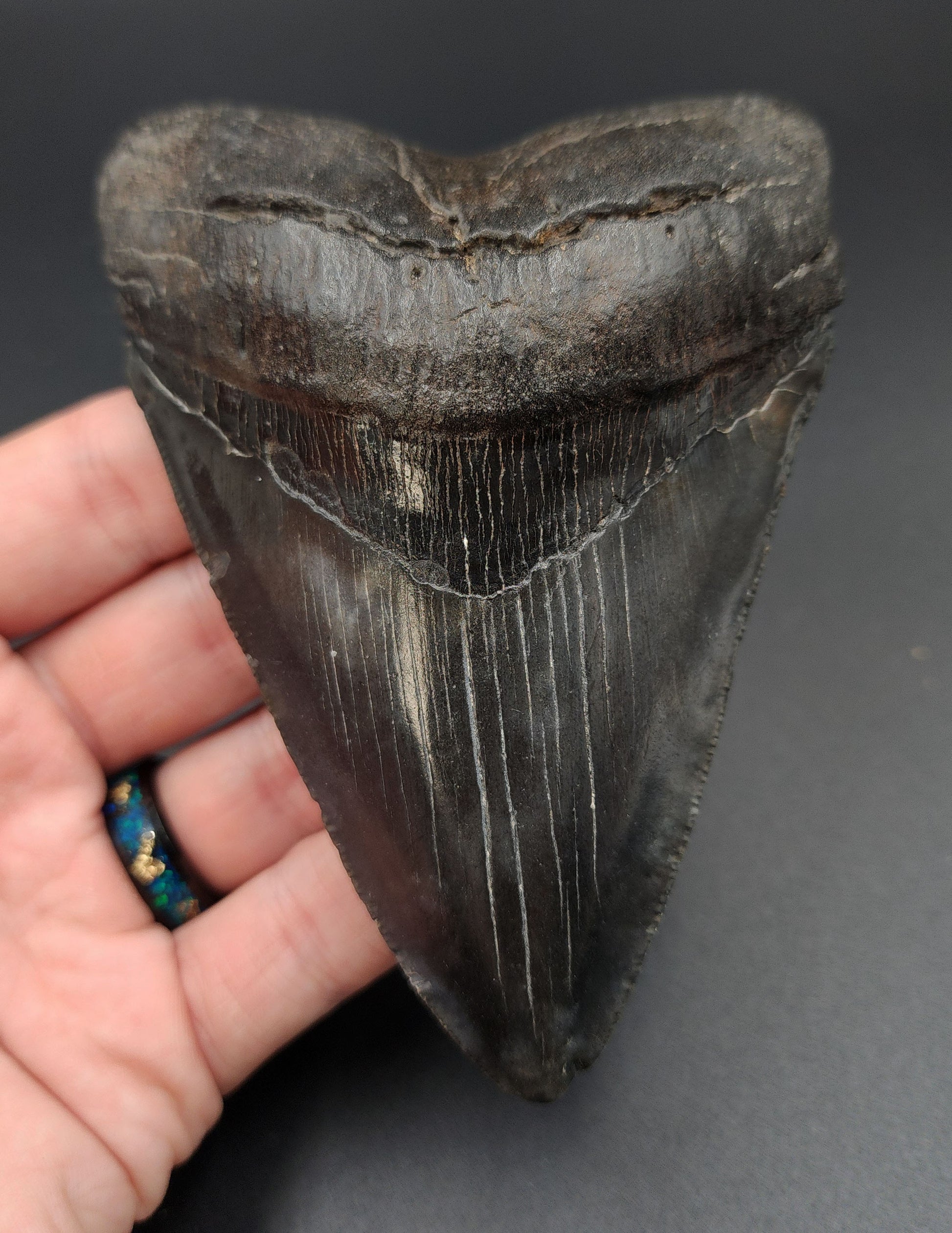 Authentic 4.69‑inch Megalodon tooth fossil from South Carolina – full front view