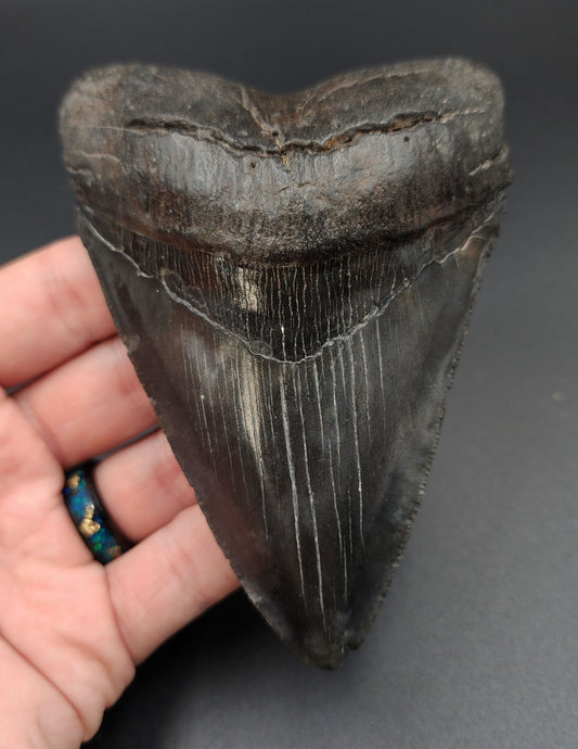 Authentic 4.69‑inch Megalodon tooth fossil from South Carolina – full front view