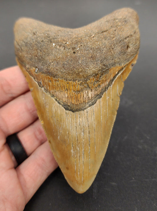 4.73 inch Carcharocles megalodon tooth “Meg‑Ledge” – full front view showing sharp serrations, intact root, and glossy enamel texture