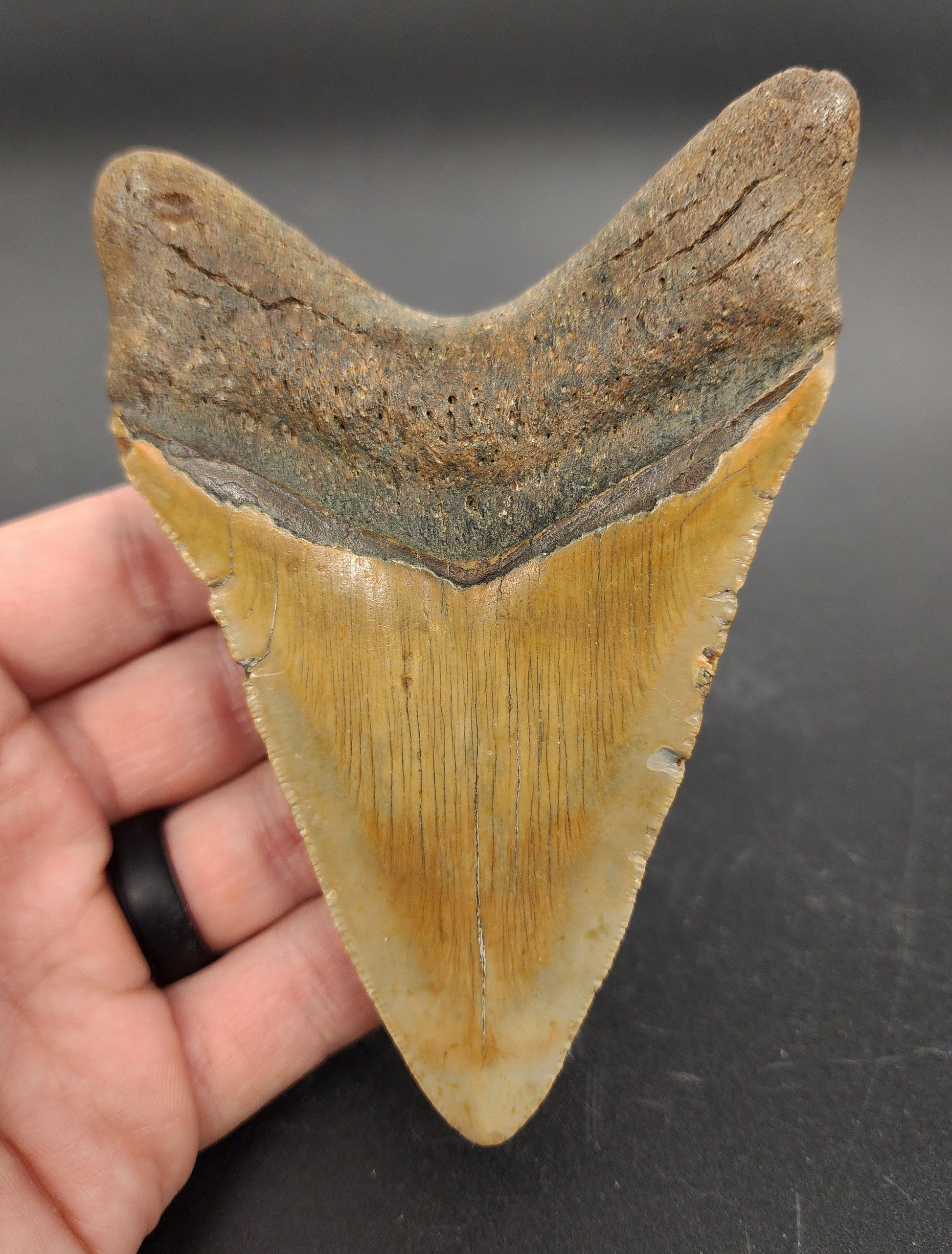 Authentic 4.73 inch Megalodon tooth from Meg Ledge – angled side view highlighting bourrelet, enamel gradient, and natural coloration