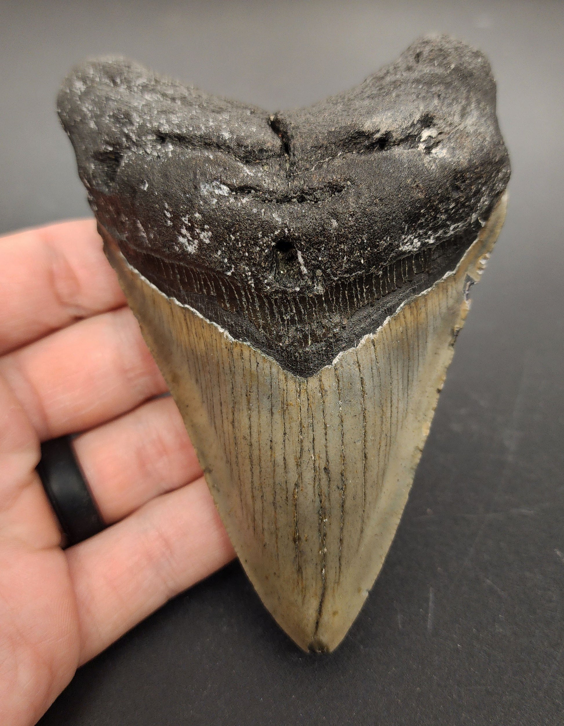 4.82 inch fossil Megalodon tooth “Meg‑Ledge” – front view displaying sharp serrations, root structure, and glossy enamel texture