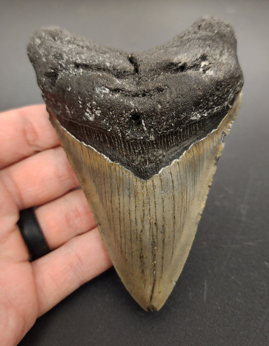 4.82 inch fossil Megalodon tooth “Meg‑Ledge” – front view displaying sharp serrations, root structure, and glossy enamel texture
