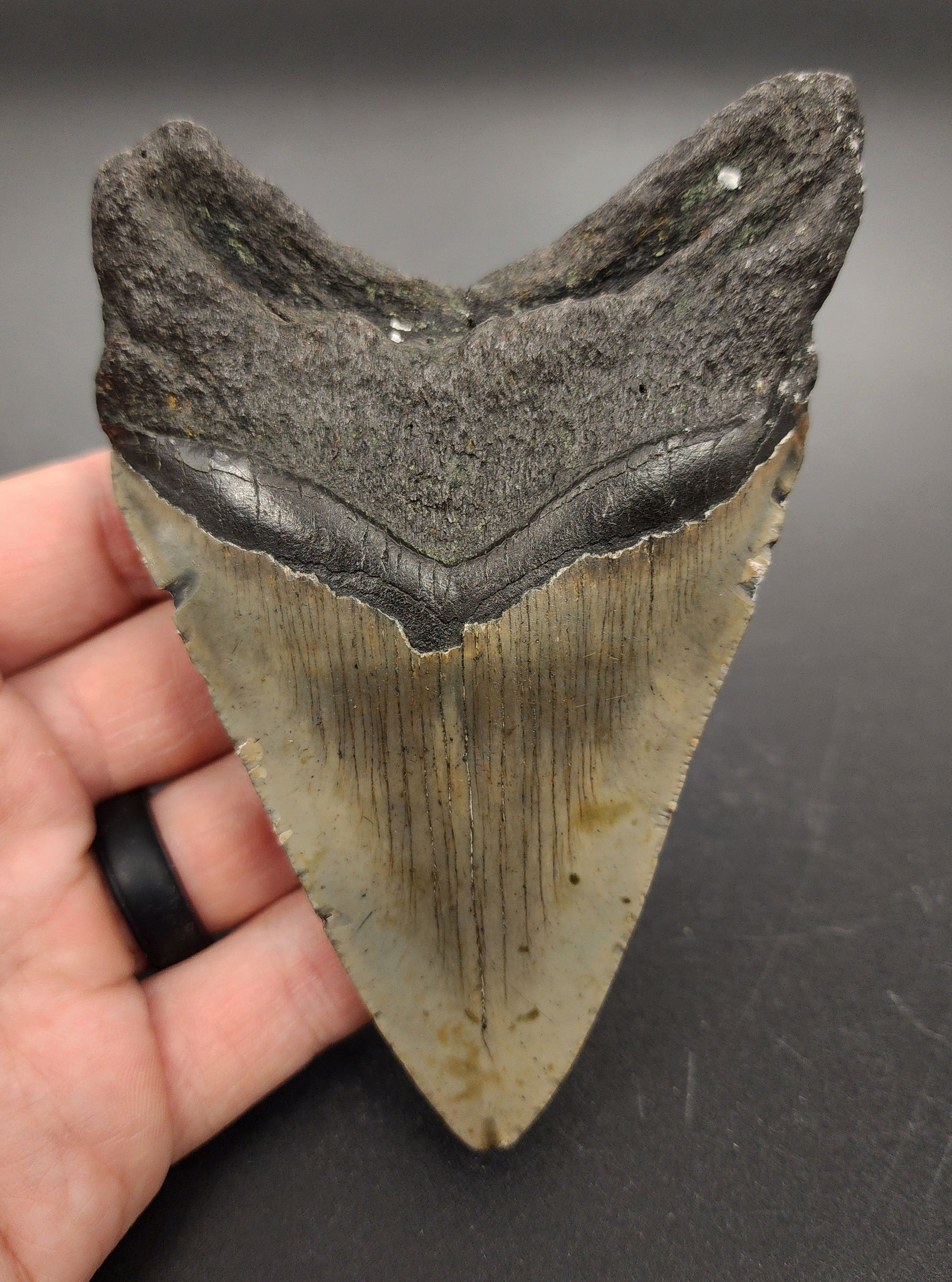 Authentic 4.82 inch Megalodon tooth “Meg‑Ledge” – side view highlighting bourrelet, enamel gradient, and natural color variation