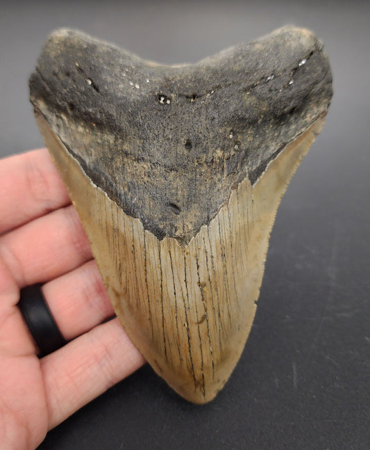 4.84 inch fossil Megalodon tooth “Meg‑Ledge” – front view displaying sharp serrations, root detail, and glossy enamel