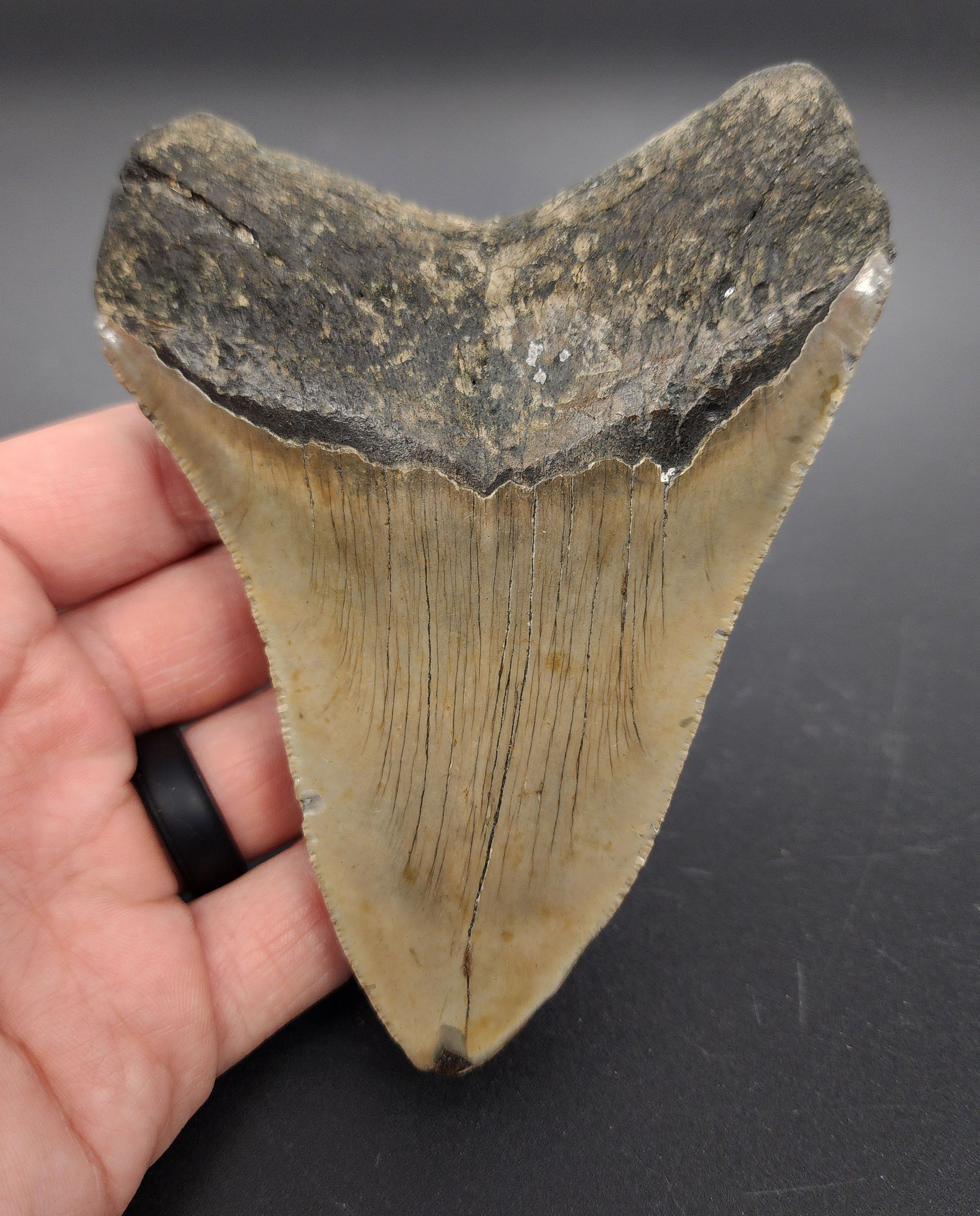 Authentic 4.84 inch Megalodon tooth “Meg‑Ledge” – angled side view highlighting blade thickness, bourrelet, and natural coloration