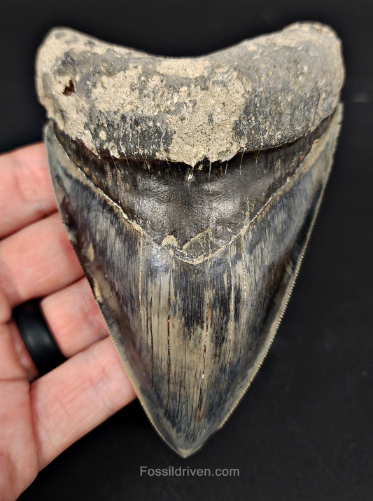 4.86 inch Megalodon tooth from Java, Indonesia – front view showing full crown, pronounced serrations, and well‑preserved enamel