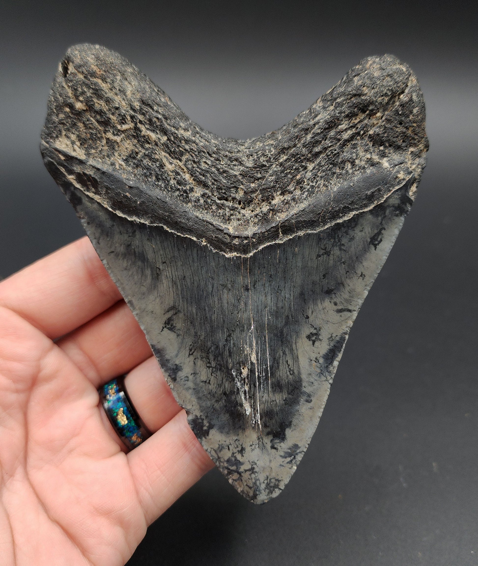 Back view of 4.89‑inch Megalodon tooth fossil from Venice, Florida