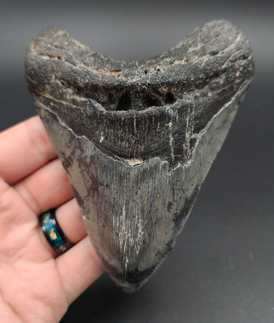 Authentic 4.89‑inch Megalodon tooth fossil from Venice, Florida – full front view