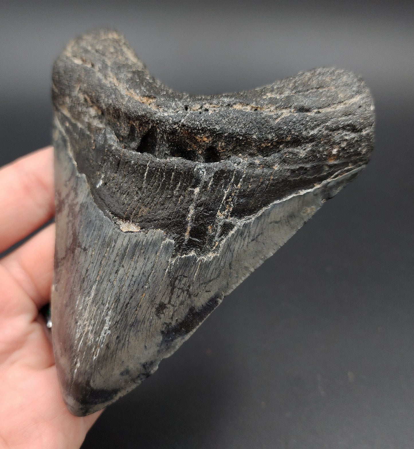 4.89‑inch Megalodon tooth fossil from Venice, Florida shown with scale for size reference