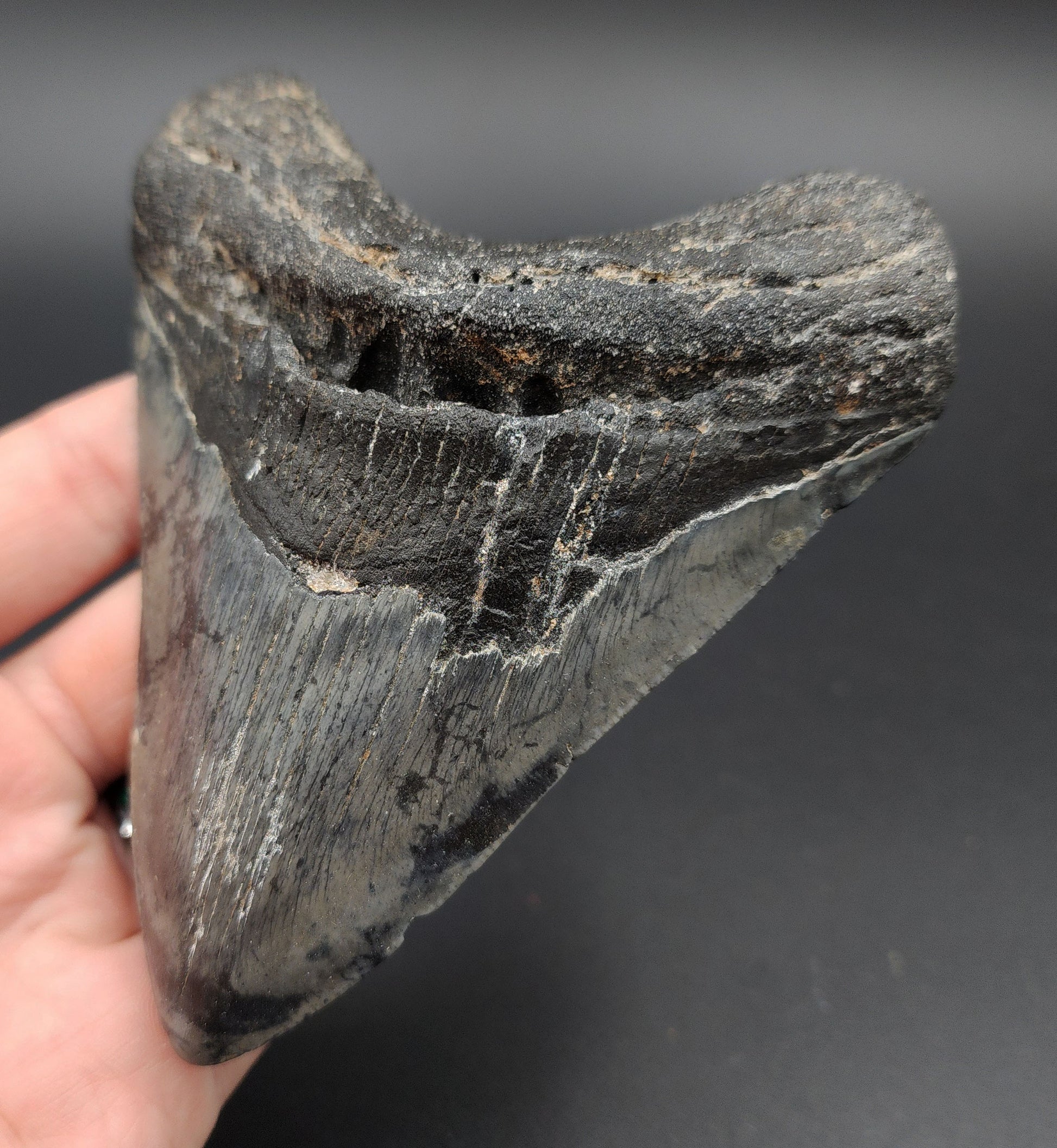 4.89‑inch Megalodon tooth fossil from Venice, Florida shown with scale for size reference