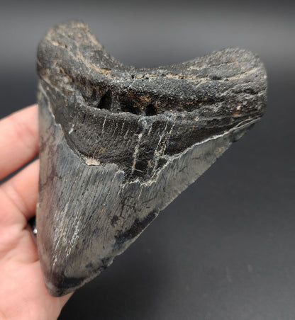 4.89‑inch Megalodon tooth fossil from Venice, Florida shown with scale for size reference