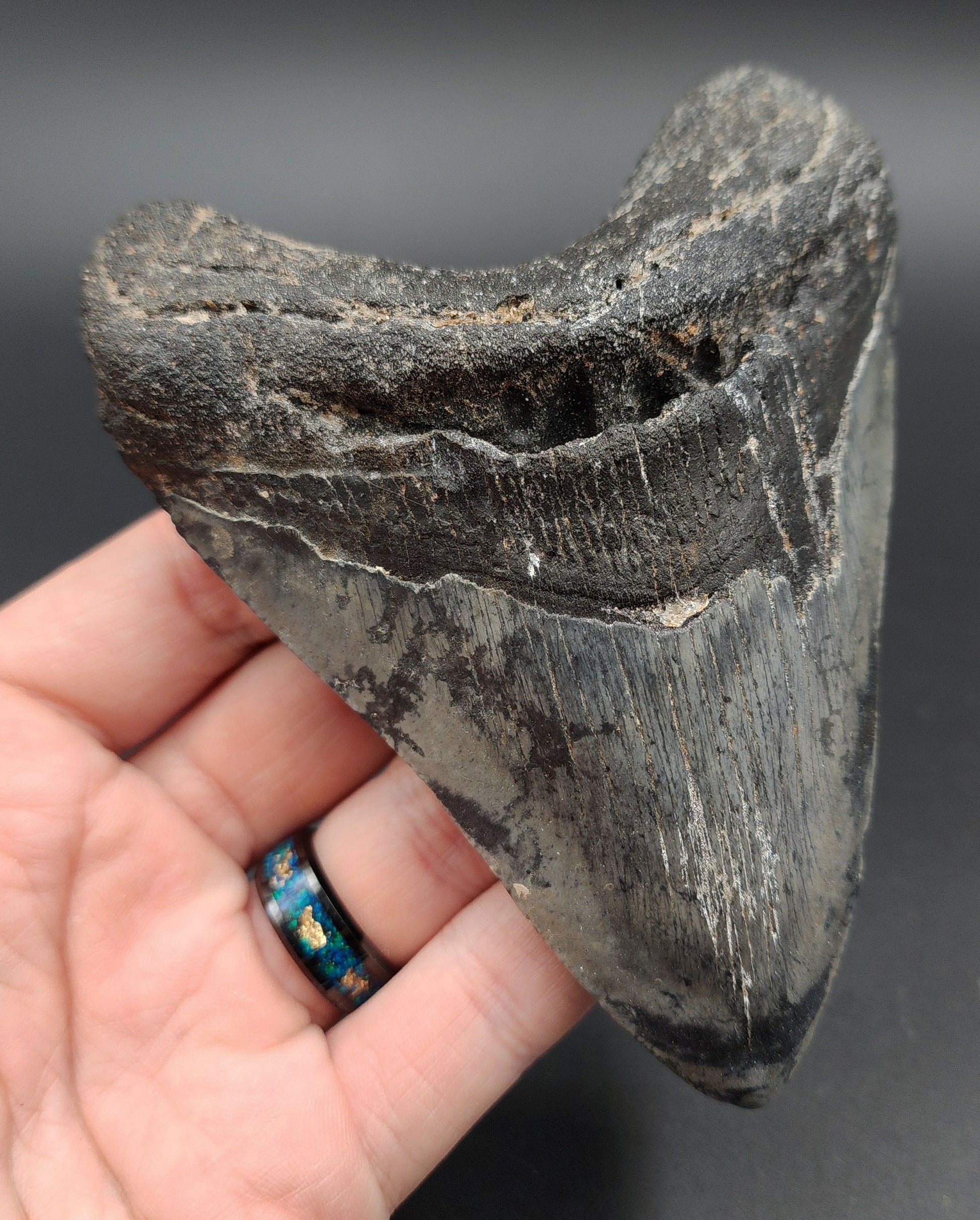 Close-up of serrated edge on 4.89‑inch Megalodon tooth from Venice, Florida