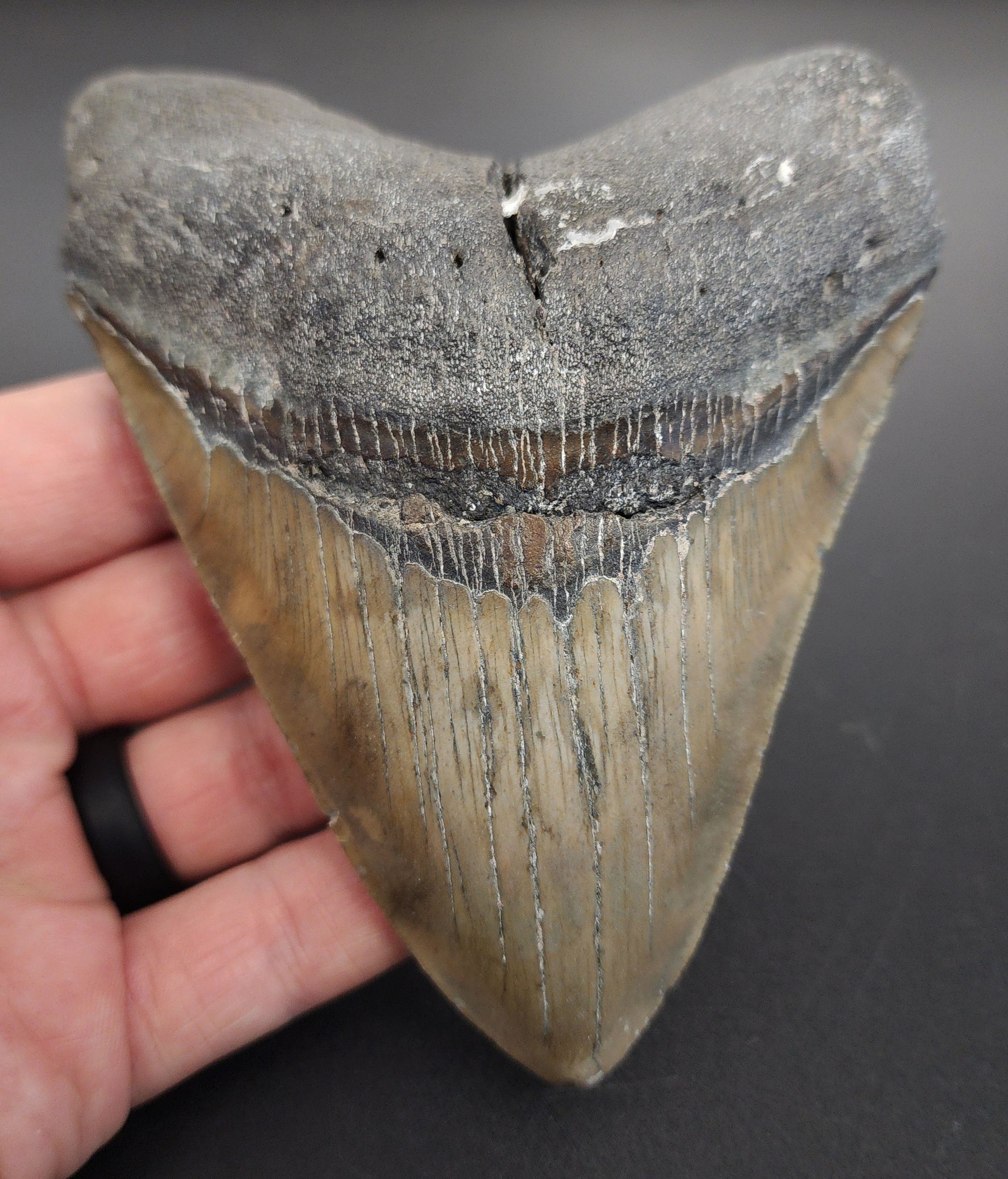 4.91 inch fossil Megalodon tooth “Meg‑Ledge” – front view showing sharp serrations, intact root, and glossy enamel texture