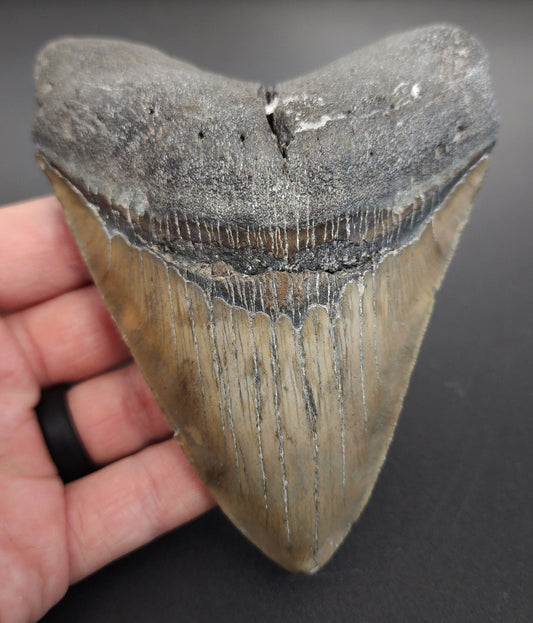 4.91 inch fossil Megalodon tooth “Meg‑Ledge” – front view showing sharp serrations, intact root, and glossy enamel texture