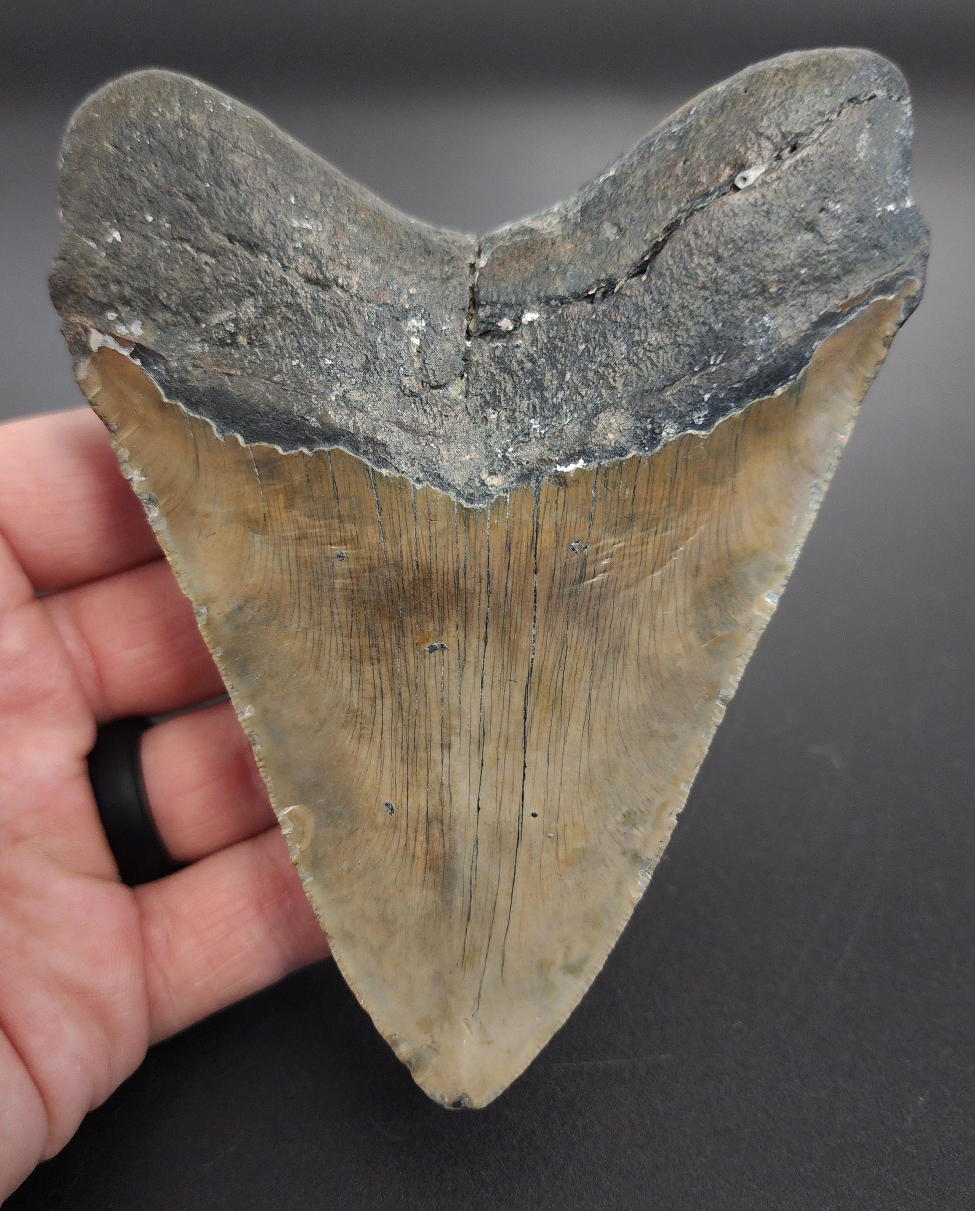 Authentic 4.91 inch Megalodon tooth “Meg‑Ledge” – angled side view highlighting bourrelet, enamel gradient, and natural coloration
