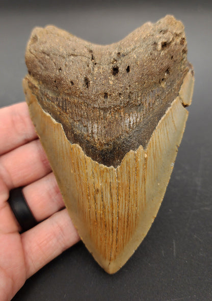 4.94 inch fossil Megalodon tooth “Meg‑Ledge” – front view showcasing sharp serrations, glossy enamel, and intact root