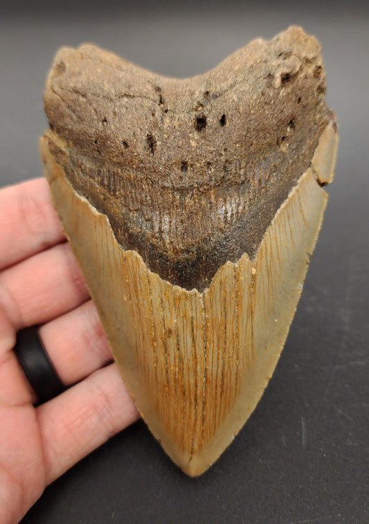 4.94 inch fossil Megalodon tooth “Meg‑Ledge” – front view showcasing sharp serrations, glossy enamel, and intact root
