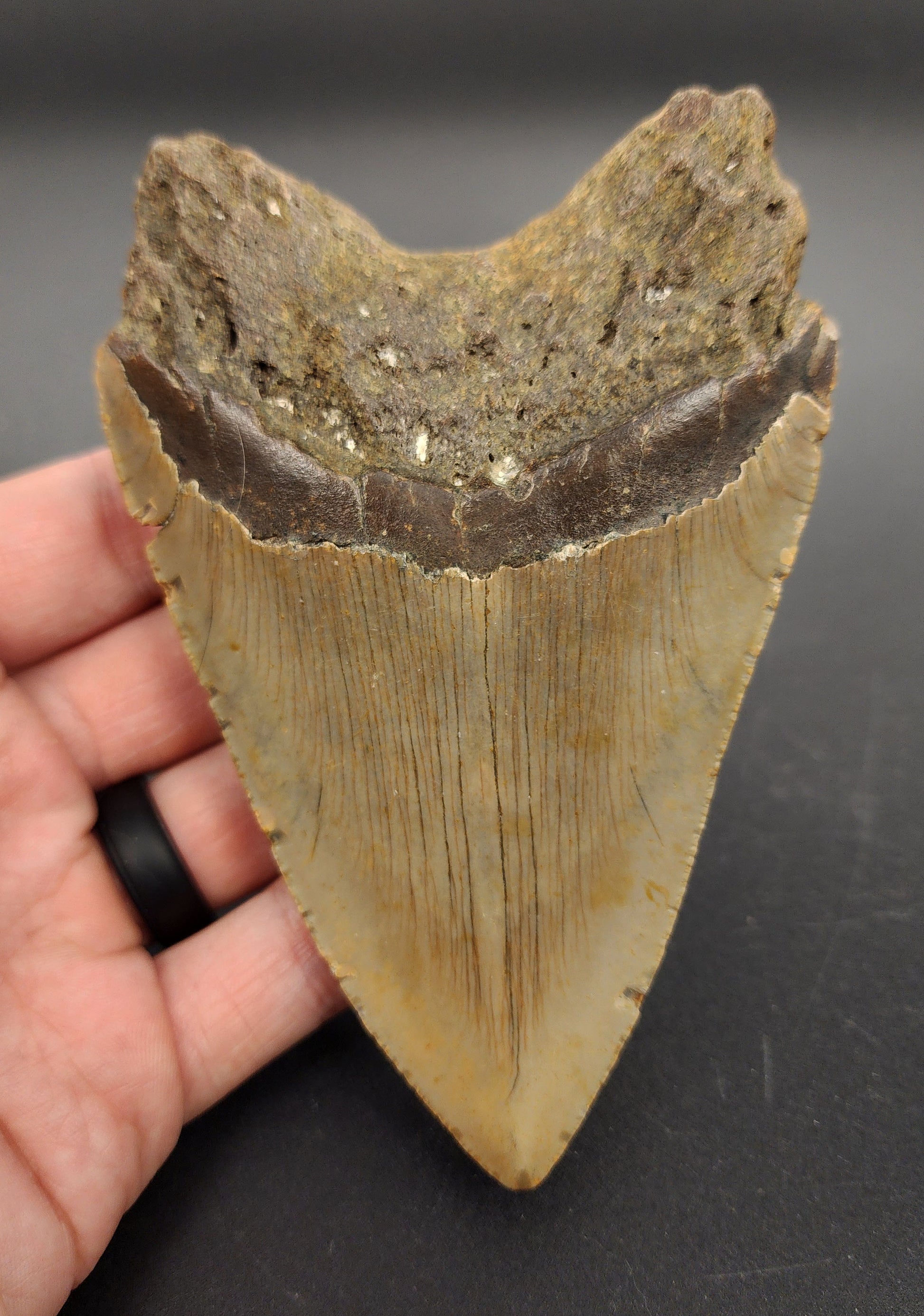 Authentic 4.94 inch Megalodon tooth “Meg‑Ledge” – angled side view highlighting bourrelet, enamel texture, and natural coloration
