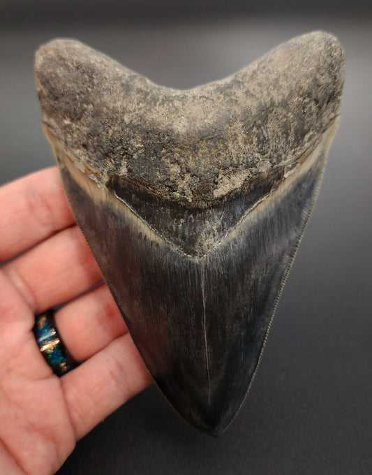 5.04 inch fossil Megalodon tooth from Indonesia – full front view showing sharp serrations and dark enamel