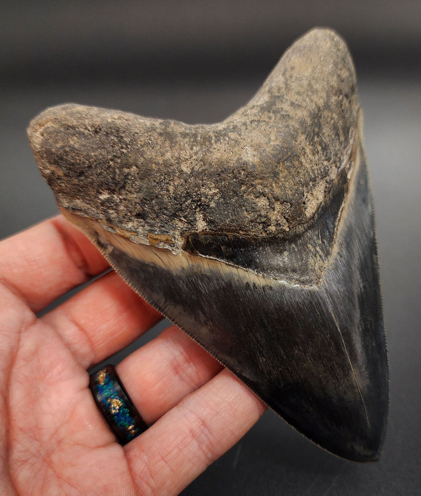 Collector-quality 5.04 inch Megalodon tooth – rear view highlighting root structure and bourrelet detail