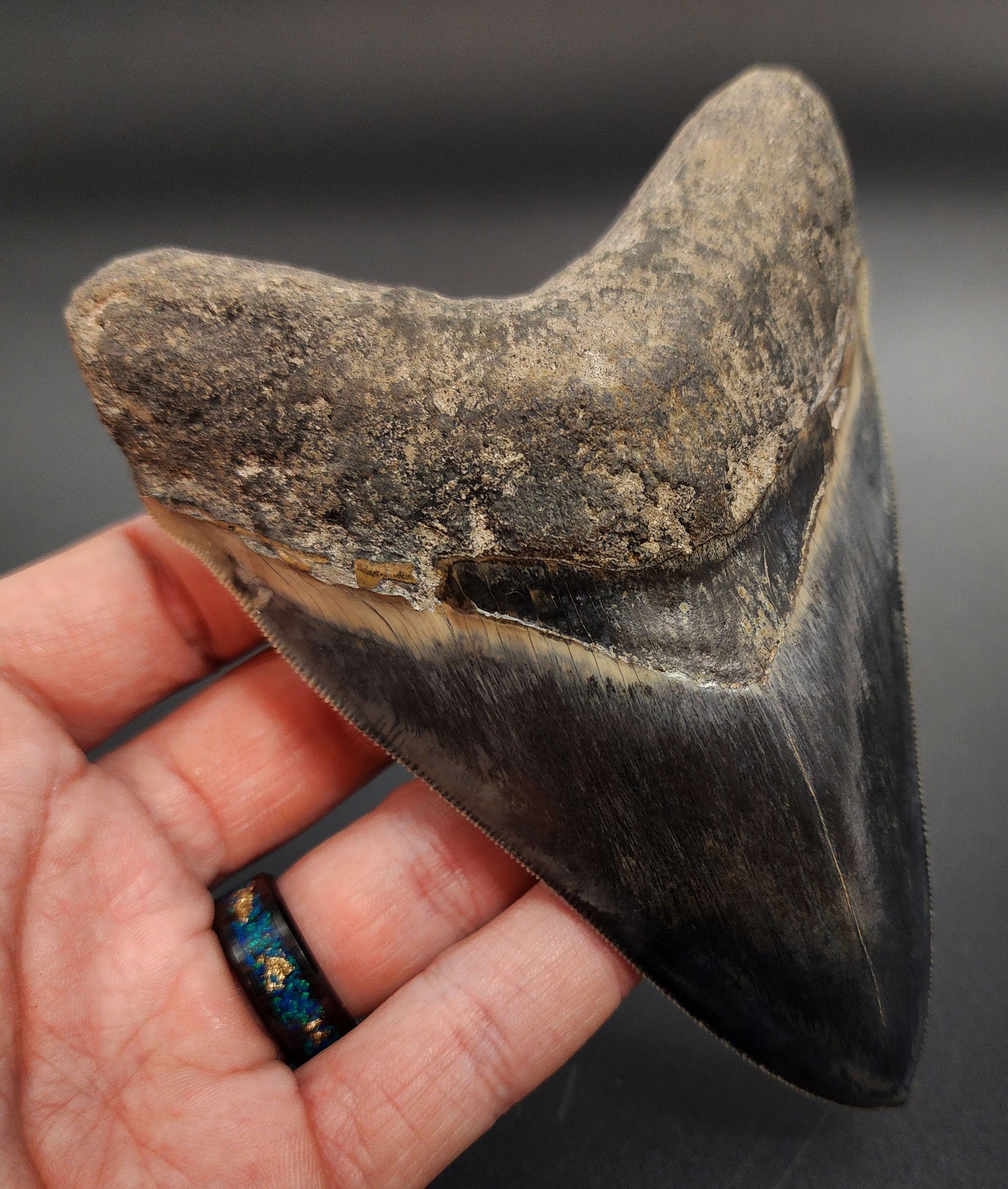 Collector-quality 5.04 inch Megalodon tooth – rear view highlighting root structure and bourrelet detail