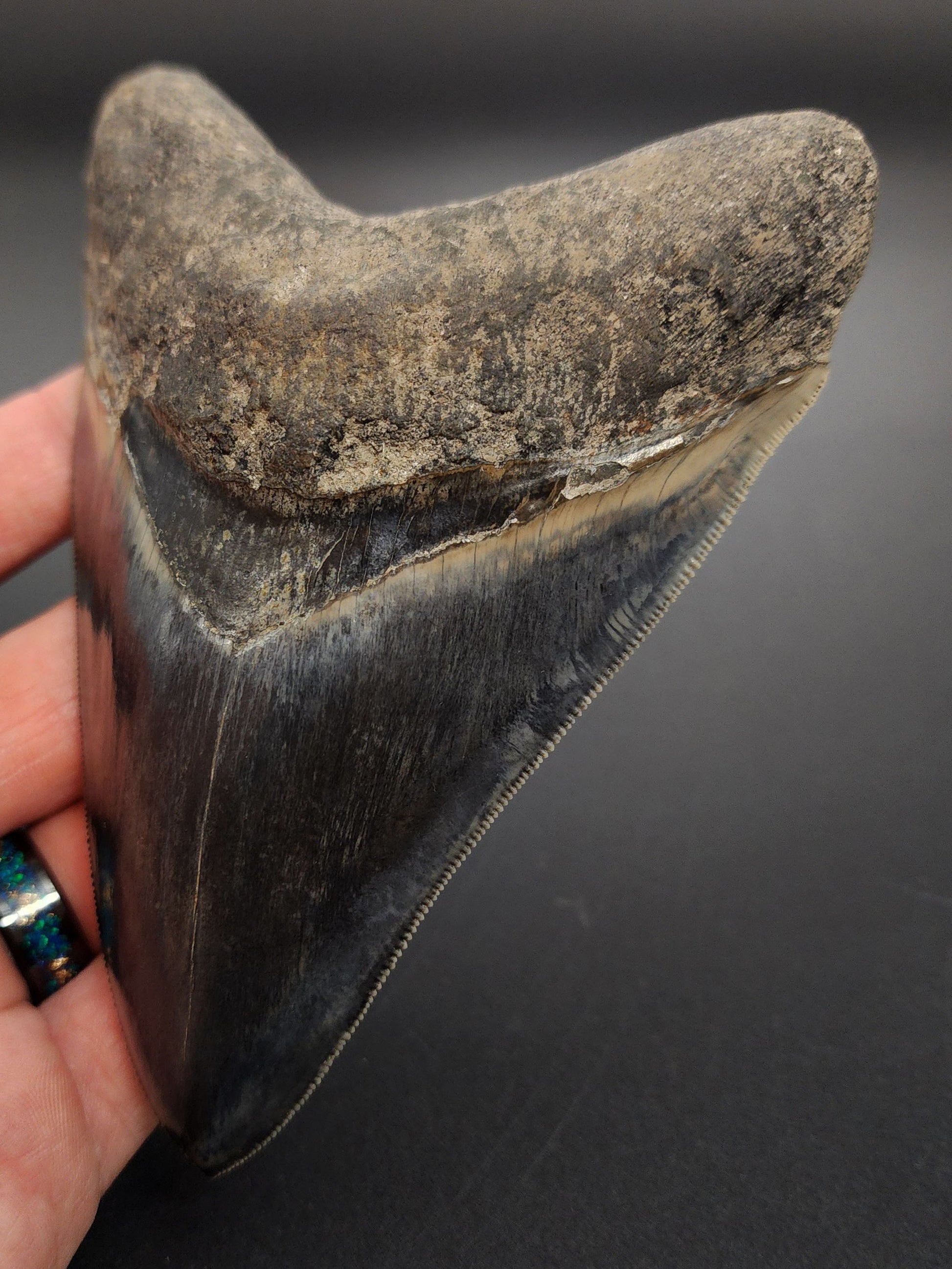 5.04 inch Indonesian Megalodon tooth fossil – close-up showing enamel surface and tip preservation