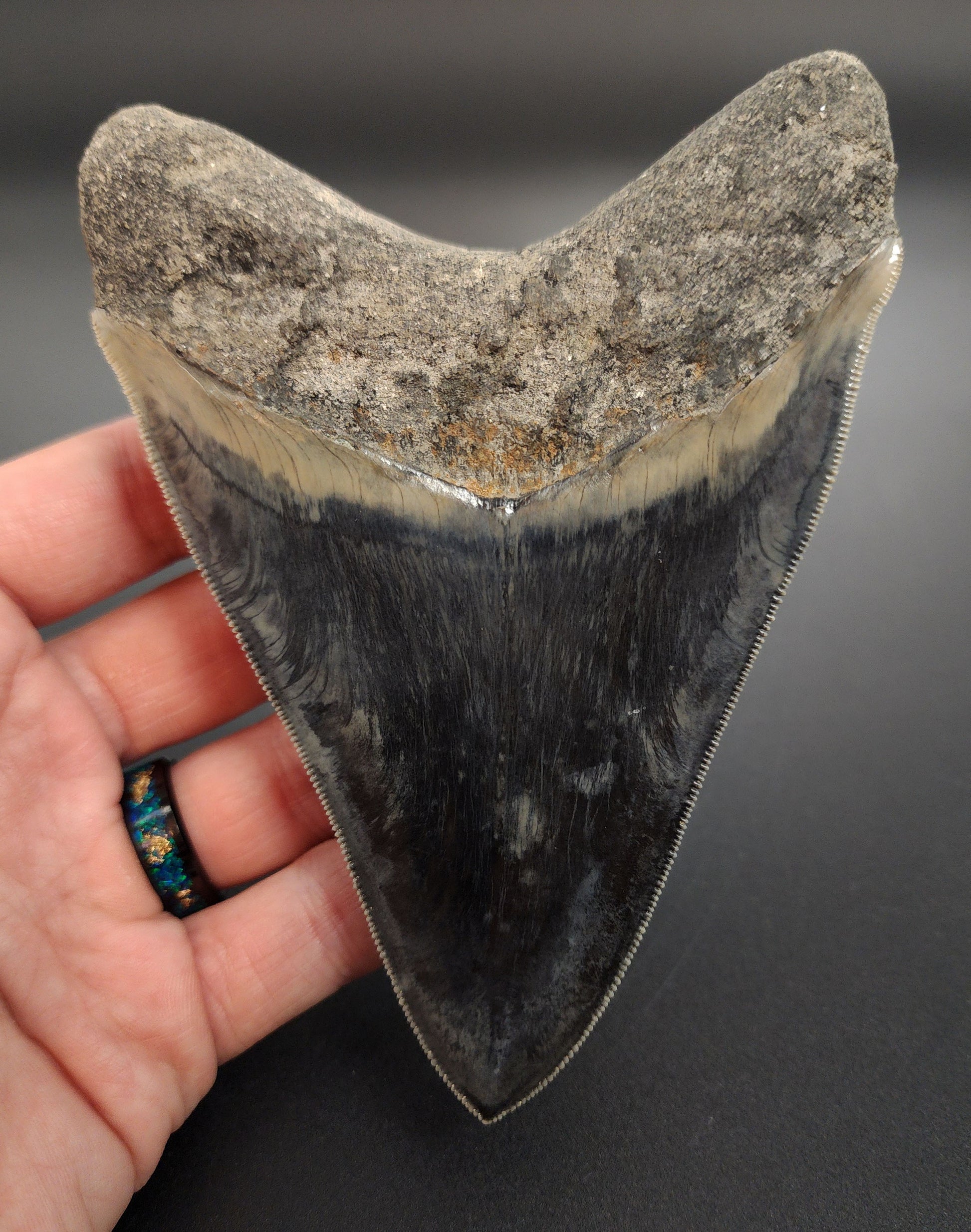 Authentic 5.04 inch Megalodon tooth – angled shot emphasizing glossy enamel and root contours
