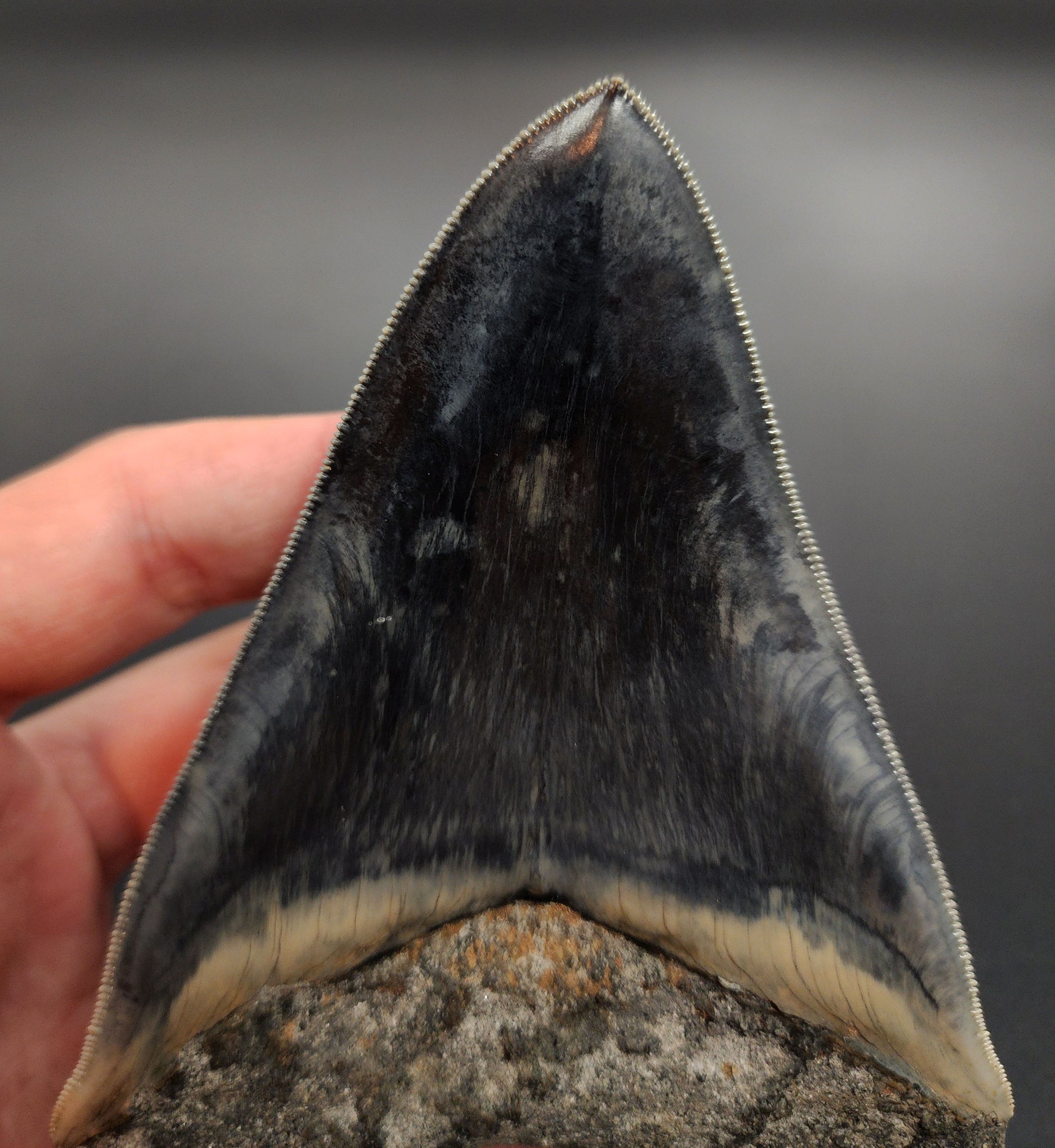 Megalodon fossil tooth from Indonesia – side view showing blade thickness and serration profile