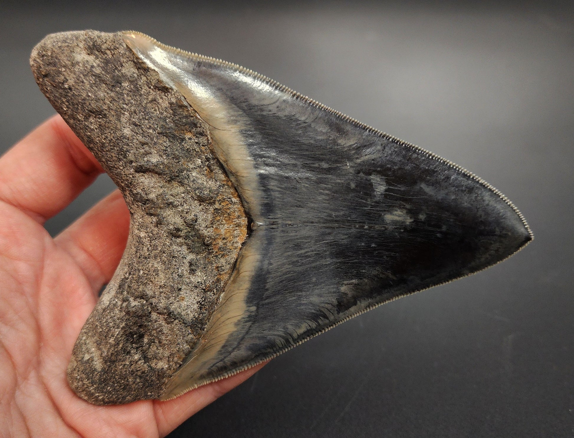 5.04 inch Megalodon shark tooth – macro image of serrated edge and enamel color variation